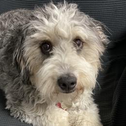 Chloe - Bernedoodle