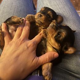 Yorkshire Terrier Puppies from Emilia Morales