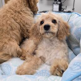 Sweet love - Apricot male Cavapoo puppy in Washington from Mt.BakerPoodles&Doodles