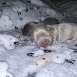 Shih Tzu Puppies from P&B Tzu Tribe