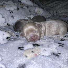 Shih Tzu Puppies from P&B Tzu Tribe