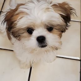 Shih Tzus from Judy Menzel's Shih Tzu Puppies