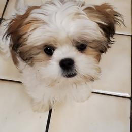Shih Tzus from Judy Menzel's Shih Tzu Puppies