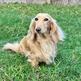 Lainey - Dachshund