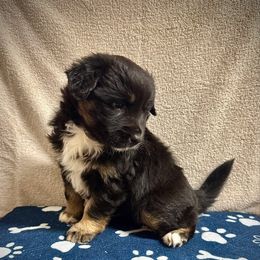 Hedwig - Black tri-color female Australian Shepherd puppy in Smithfield, Utah from C&C Ranch