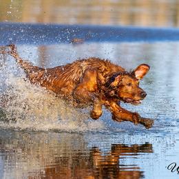 Golden Retriever Puppies from True Grit Golden Retrievers