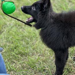 German Shepherd Puppies from Vom Hausgladfel