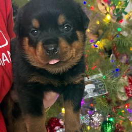 Raptor - Black and mahogany male Rottweiler puppy in Grass Valley, California from Rottweiler vom Hause Wolf