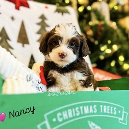Nancy - Brown and white female Aussiedoodle puppy in Sulphur Bluff, Texas from V6 Ranch Dogs