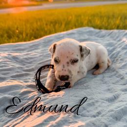 Edmund - White and black male Dalmatian puppy in Mount Vernon, Missouri from Spots & Spirals