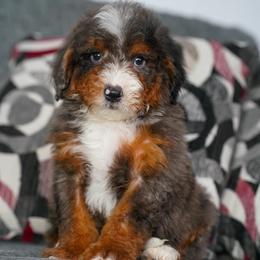 Philip - Tri-color male Bernedoodle puppy in Dundee, Ohio from Down Home Doodle