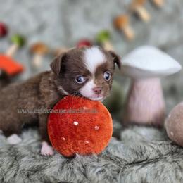 Tiramisu - Chocolate and white female Chihuahua puppy in Piqua, Kansas from Cute As A Cupcake Chihuahuas