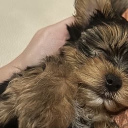 Yorkshire Terriers from Pawsh Pups