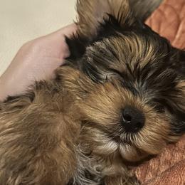 Yorkshire Terriers from Pawsh Pups