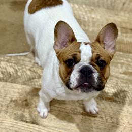 Ariel - Fawn and white female French Bulldog puppy in Kalispell, Montana from Grace & Grit Frenchies