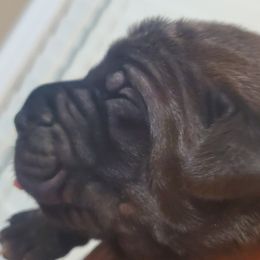 Girl 3 - Cane Corso puppy in Thomson, Georgia from Motorhead Cane Corso