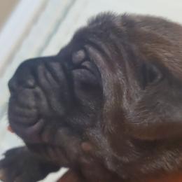Girl 3 - Cane Corso puppy in Thomson, Georgia from Motorhead Cane Corso