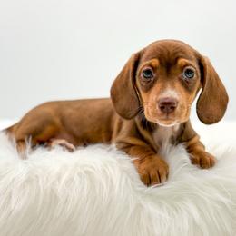 Lemon - Chocolate female Dachshund puppy in Litchfield, Illinois from Charmm Dachshunds