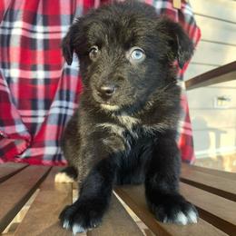 Girl 5 - Black & white female Australian Shepherd puppy in Smithville, Arkansas from Harris Farms and Aussies