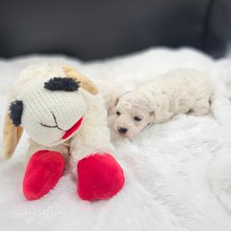 Girl 4 - White female Bichon Frise puppy in Four Oaks, North Carolina from Misty Clark