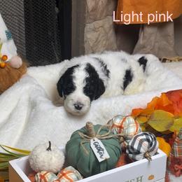 Light pink collar - Parti female Goldendoodle puppy in Sanderson, Florida from Serenity Goldendoodles