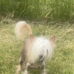Harper - Chinese Crested