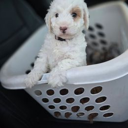 Pixie - Blenheim female Cavapoo puppy in Fordland, Missouri from K&K's Puppy Kingdom