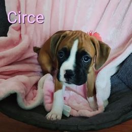 Boxer Puppies from Sara's Bouncing Boxers