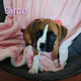 Boxer Puppies from Sara's Bouncing Boxers