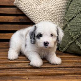 Dolly - Blue merle and white female Sheepadoodle puppy in Norwood, Missouri from Neuroth Pup Co.