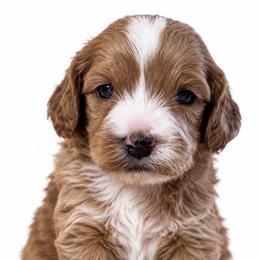 Cadbury - Apricot male Cavapoo puppy in Ville Platte, Louisiana from The Barkery
