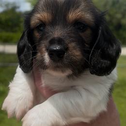 Suzie - Piebald female Dachshund puppy in Homestead, Florida from Florida Mini Dachshunds
