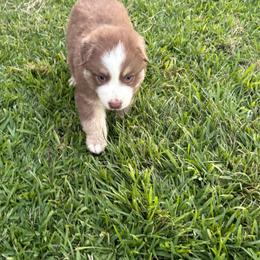 Green - Red tri-color male Australian Shepherd puppy in Fontana, California from J.O Family Aussies