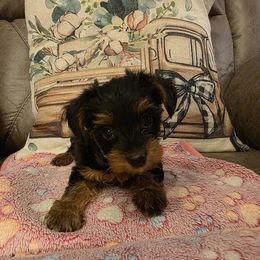 Chance (Blue) - Black and tan male Yorkshire Terrier puppy in Fayetteville, Tennessee from Mina's Yorkies
