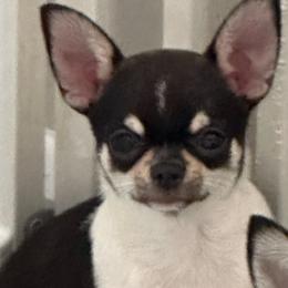 Chihuahua puppies from GioVel Chihuahua and Italian greyhounds
