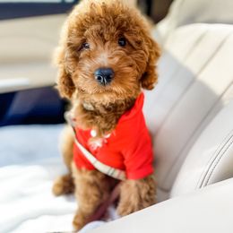Bernedoodle, Goldendoodle, and Poodle Puppies from Florida Pumpkadoodles