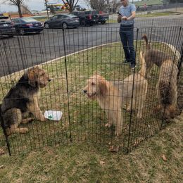 Otterhound Puppies from Vonda Rouleau