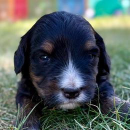 Dr. Pepper - Tri-color male Bernedoodle puppy in Roy, Utah from Doodles are Amazing