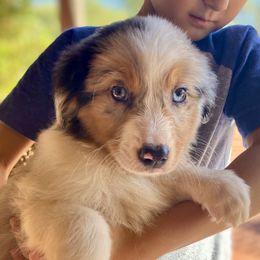 Banana Cream, AKC Mini American Shepherd, Blue Merle Boy with Natural Tail - Blue merle male Miniature American Shepherd puppy in Douglas, Arizona from Starry-Eyed Mini Aussies with Tails