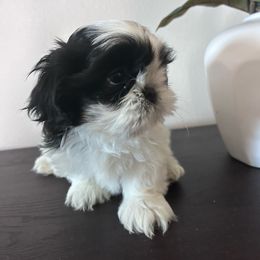 Bluey - Black and white male Shih Tzu puppy in Bullhead City, Arizona from Arizona Shih Tzu Land