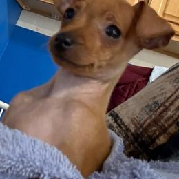 Leonardo - Red male Miniature Pinscher puppy in Albuquerque, New Mexico from Legacy Danes