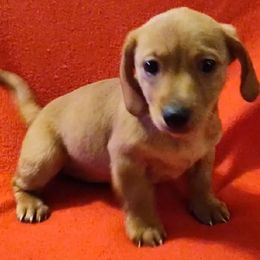 Dachshund Puppies from Elzy Family