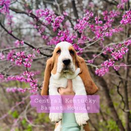 Basset Hound Puppies from Central Kentucky Basset Hounds