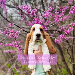 Basset Hound Puppies from Central Kentucky Basset Hounds