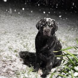 German Shepherd and Labrador Retriever Puppies from Buckley Labradors