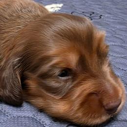 Piper - Red female Dachshund puppy in Port Charlotte, Florida from Belinda's little darlings dachshunds
