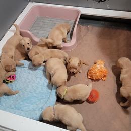 Golden Retriever Puppies from Southern Springs Goldens