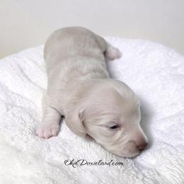 Massey - Cream male Dachshund puppy in Oklahoma City, Oklahoma from OkieDoxieland Dachshunds