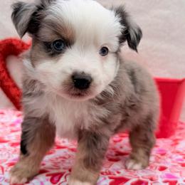 Dancer - Blue merle male Toy Australian Shepherd puppy in Aurora, Missouri from Sweet Peach Puppies