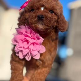 Lili - Red male Maltipoo puppy in San Diego, California from Maltipoos SD